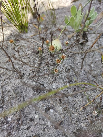 Stoebe laxifolia, photographed by Seth Musker