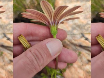 Dimorphotheca acutifolia, photographed by Seth Musker