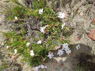 Dimorphotheca acutifolia, photographed by Seth Musker