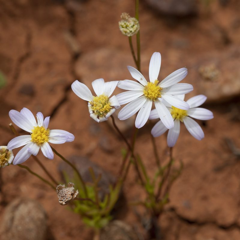 Brachyscome lineariloba, photographed by Kym Nicolson