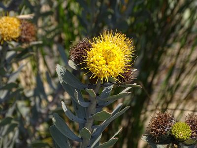 Leucospermum rodolentum, photographed by Shaun Swanepoel