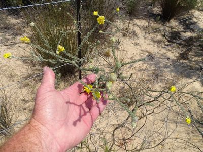 Aspalathus quinquefolia, photographed by Shaun Swanepoel