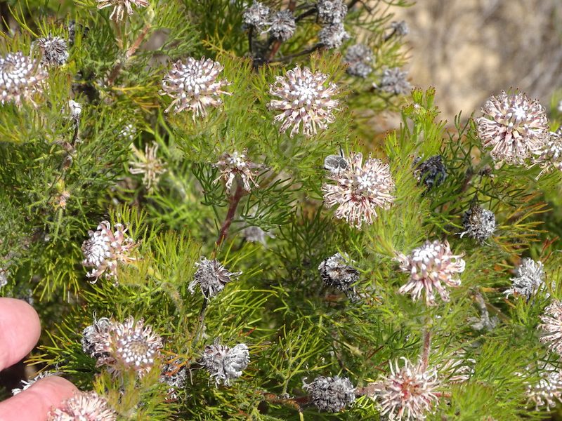 Serruria fucifolia, photographed by Shaun Swanepoel