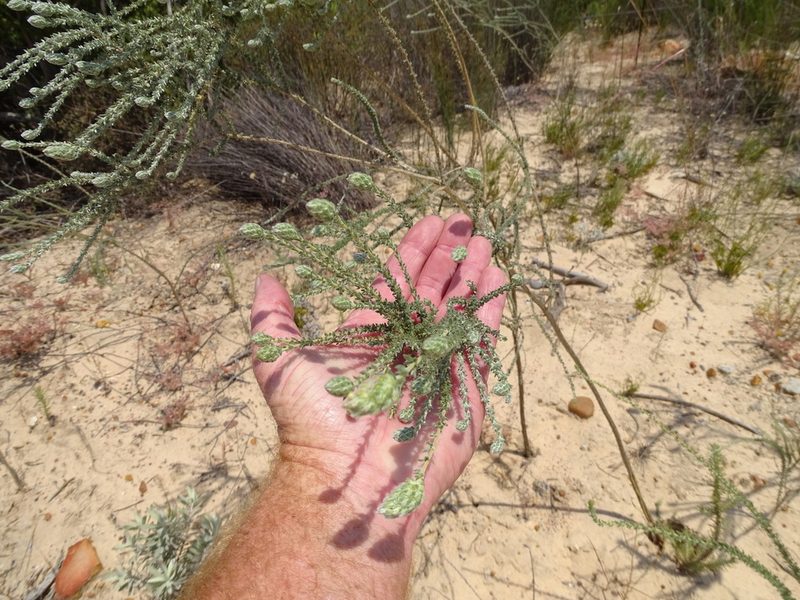 Aspalathus quinquefolia, photographed by Shaun Swanepoel
