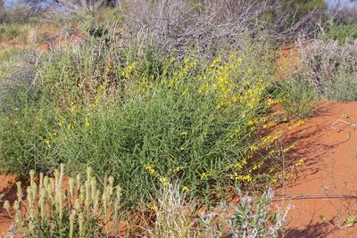 Crotalaria eremaea, photographed by dhfischer