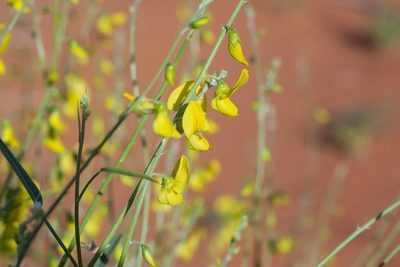 Crotalaria eremaea, photographed by dhfischer