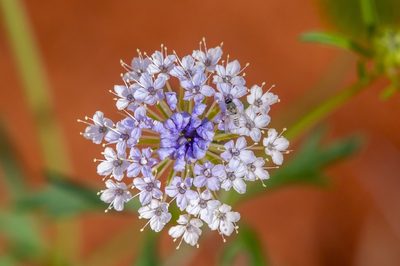 Trachymene glaucifolia, photographed by dhfischer