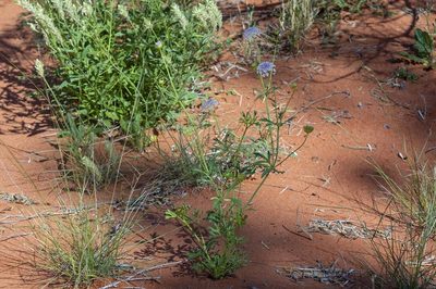 Trachymene glaucifolia, photographed by dhfischer