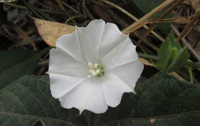 Aniseia martinicensis