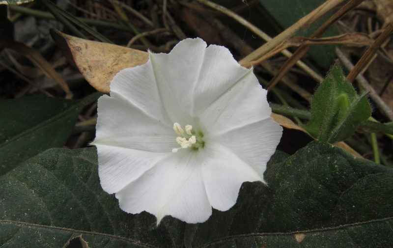 Aniseia martinicensis, photographed by Alexis López Hernández