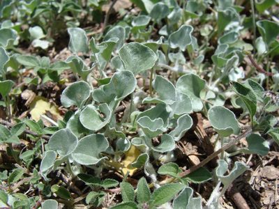 Dichondra argentea, photographed by Alexis López Hernández