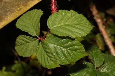 Rubus horrefactus, photographed by Stephen James McWilliam