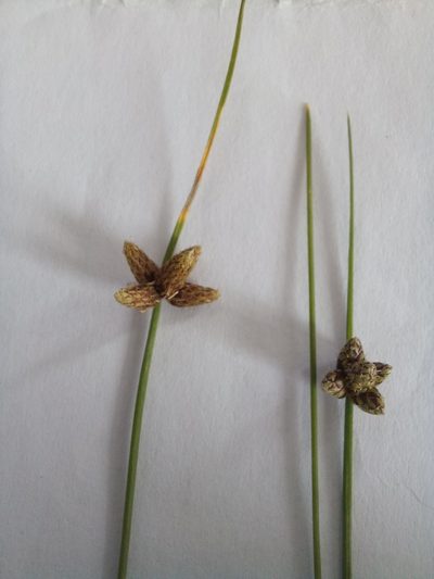Isolepis diabolica, photographed by kevin koen