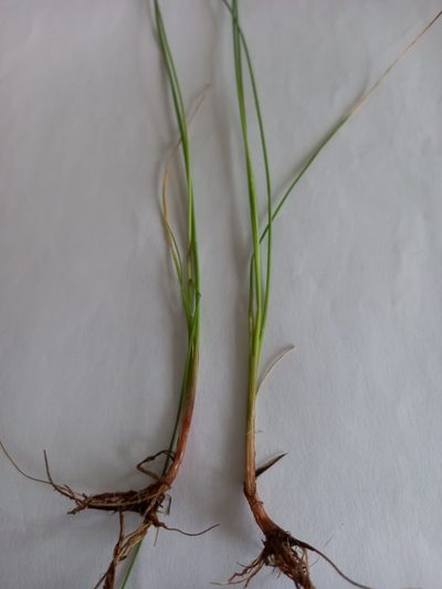 Isolepis diabolica, photographed by kevin koen