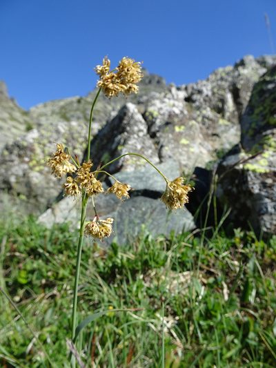 Luzula lutea, photographed by Fabien Anthelme