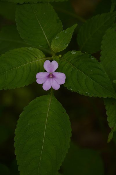 Impatiens dasysperma, photographed by Siddarth Machado