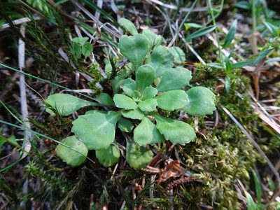 Saxifraga cuneifolia, photographed by Fabien Anthelme