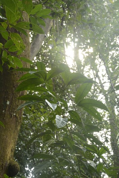 Melicope lunu-ankenda, photographed by Siddarth Machado