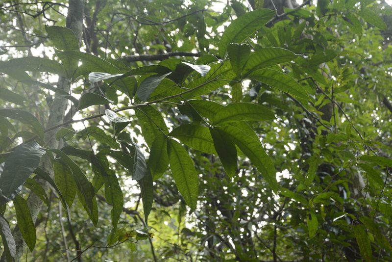 Melicope lunu-ankenda, photographed by Siddarth Machado