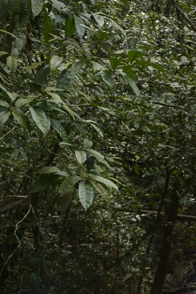 Melicope lunu-ankenda, photographed by Siddarth Machado