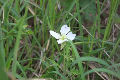 Oenothera centaureifolia, photographed by demianlescano