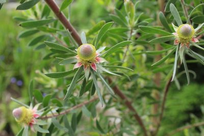 Leucadendron conicum, photographed by Corne Brink