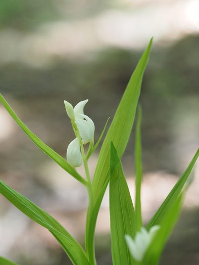 Cephalanthera longibracteata, photographed by ITÔ, Hiroki