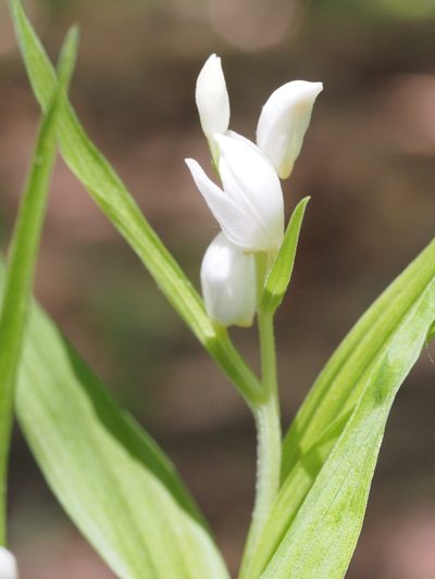 Cephalanthera longibracteata, photographed by ITÔ, Hiroki