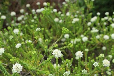 Agathosma apiculata, photographed by Corne Brink