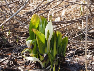 Lysichiton camtschatcensis, photographed by ITÔ, Hiroki