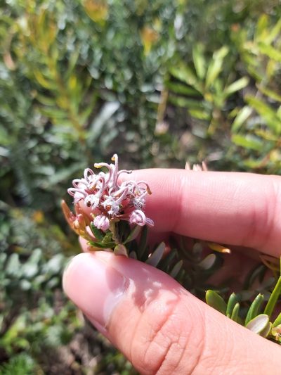 Grevillea sphacelata, photographed by Tim