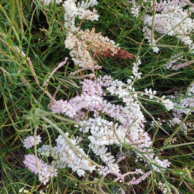 Polygonella robusta, photographed by Valerie Anderson