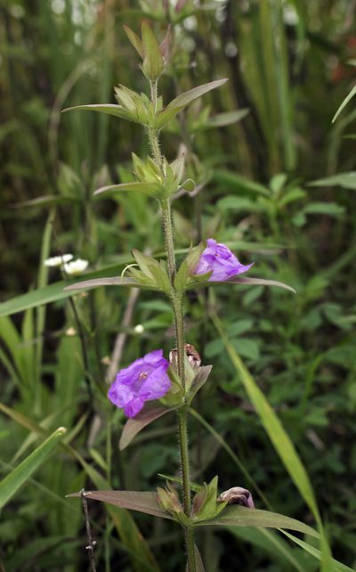 Agalinis auriculata, photographed by aarongunnar