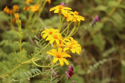 Tagetes zypaquirensis, photographed by Andrés Ramírez-Barrera