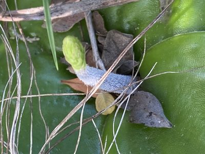 Holothrix burchellii, photographed by Christina