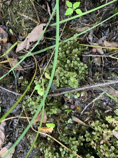 Rhizomnium appalachianum, photographed by Brandon Corder
