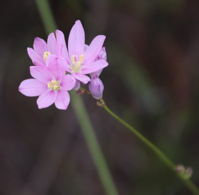 Ixia flexuosa, photographed by Tony Rebelo