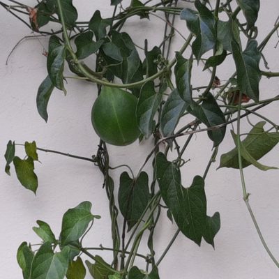 Gonolobus taylorianus, photographed by Arthur de Jesús Chavarría Pérez