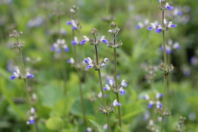 Salvia procurrens, photographed by Romi Galeota Lencina