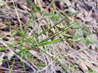Steinchisma hians, photographed by Alexander Williams