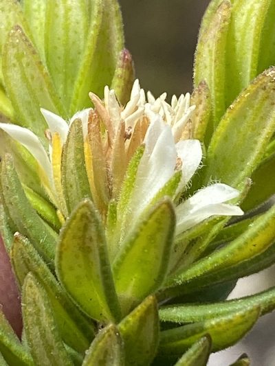 Agathosma rosmarinifolia, photographed by Dave U