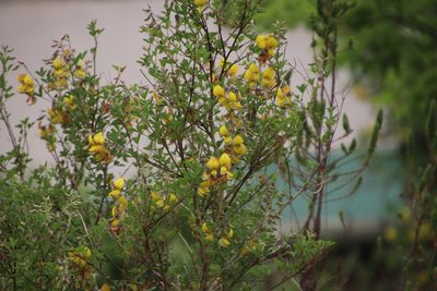 Crotalaria capensis, photographed by Tony Rebelo