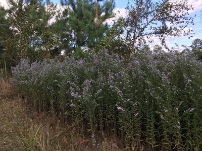 Symphyotrichum praealtum, photographed by Becky Dill