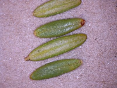 Agathosma rosmarinifolia, photographed by Dave U