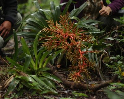 Tillandsia guatemalensis, photographed by Grete Pasch