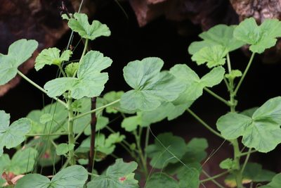 Pelargonium papilionaceum, photographed by Tony Rebelo