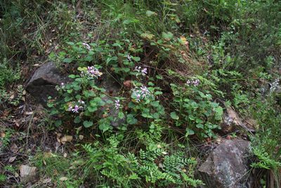 Pelargonium greytonense, photographed by Tony Rebelo