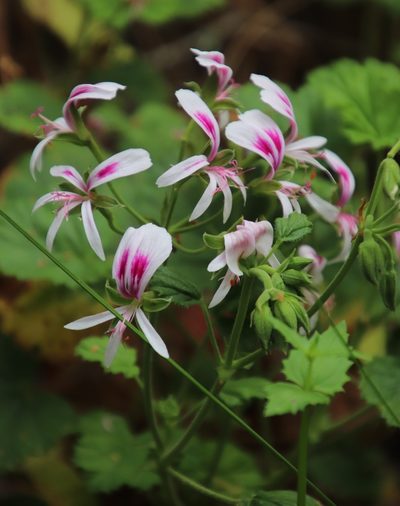 Pelargonium greytonense, photographed by Tony Rebelo