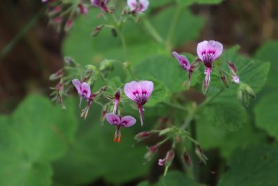 Pelargonium papilionaceum, photographed by Tony Rebelo