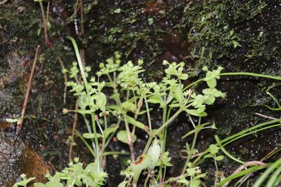 Crassula strigosa, photographed by Tony Rebelo